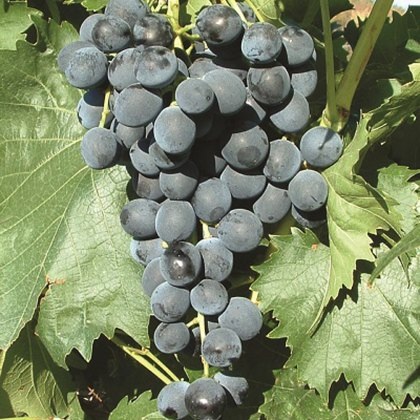 Grapevine (Vitis) Muscat Bleu (Outdoor)(O/B) 3L Grapevine (Vitis) Muscat Bleu (Outdoor)(O/B) 3L