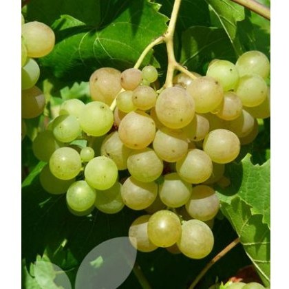 Grapevine (Vitis) Phoenix (Outdoor)(O/W) 3L Grapevine (Vitis) Phoenix (Outdoor)(O/W) 3L