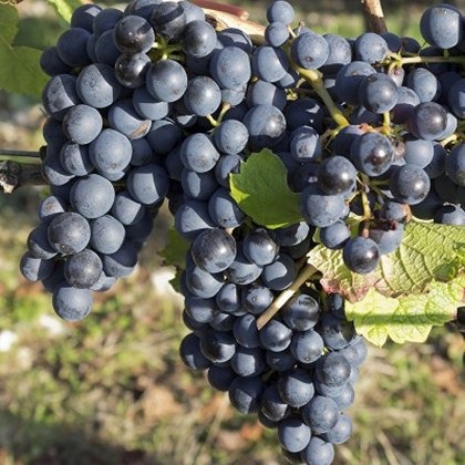 Grapevine (Vitis) Dornfelder (Outdoor)(O/R) 3L Grapevine (Vitis) Dornfelder (Outdoor)(O/R) 3L