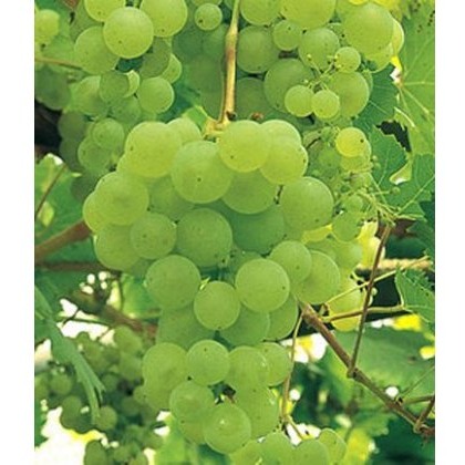 Grapevine (Vitis) Lakemont Seedless (Indoor/Outdoor)(O/W/S) 3L Grapevine (Vitis) Lakemont Seedless (Indoor/Outdoor)(O/W/S) 3L