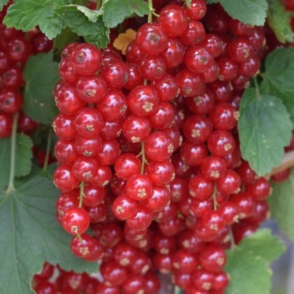 Redcurrant (Ribes) Junifer 3L Redcurrant (Ribes) Junifer 3L