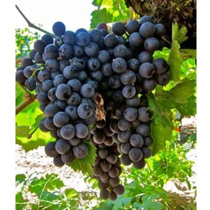 Grapevine (Vitis) Black Hamburgh (Indoor)(G/B/D) 3L Grapevine (Vitis) Black Hamburgh (Indoor)(G/B/D) 3L