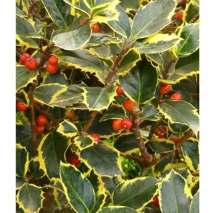 Ilex x altaclerensis Golden King (F) 3L Ilex x altaclerensis Golden King (F) 3L