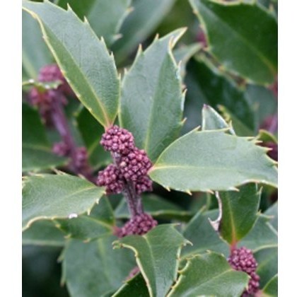 Ilex x meserveae Blue Prince 3L Ilex x meserveae Blue Prince 3L