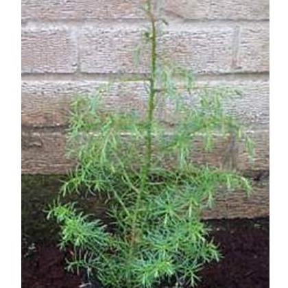 Cryptomeria japonica Elegans 3L Cryptomeria japonica Elegans 3L