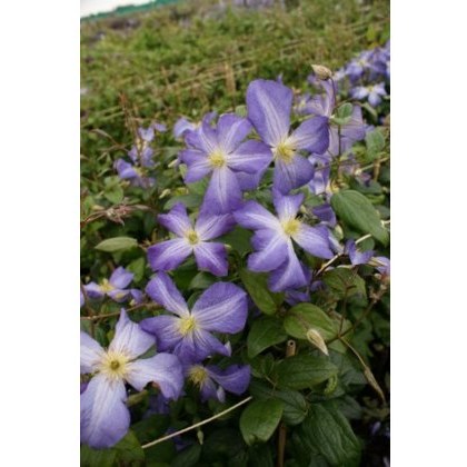 Clematis Jenny 17cm Clematis Jenny 17cm