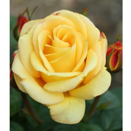 Rose Arthur Bell - Floribunda 5Ldp Rose Arthur Bell - Floribunda 5Ldp