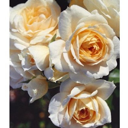 Rose Champagne Moment 3Ldp / 5Ldp (ROTY06) Rose Champagne Moment 3Ldp / 5Ldp (ROTY06)