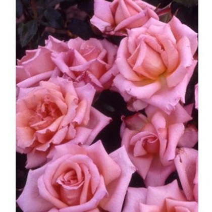 Rose Compassion 4Ldp / 5Ldp Rose Compassion 4Ldp / 5Ldp