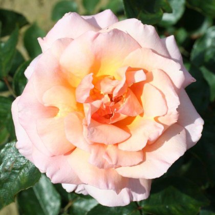 Rose Compassion 4Ldp Rose Compassion 4Ldp