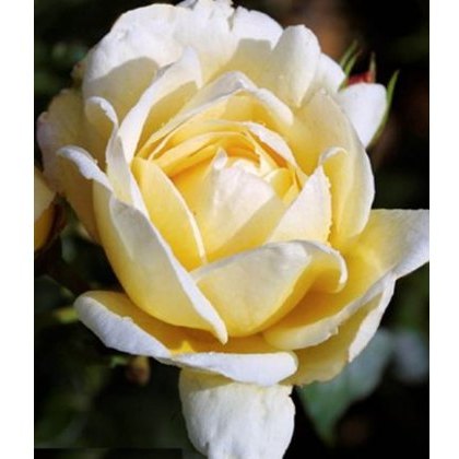 Rose Crème De La Crème 5Ldp Rose Crème De La Crème 5Ldp