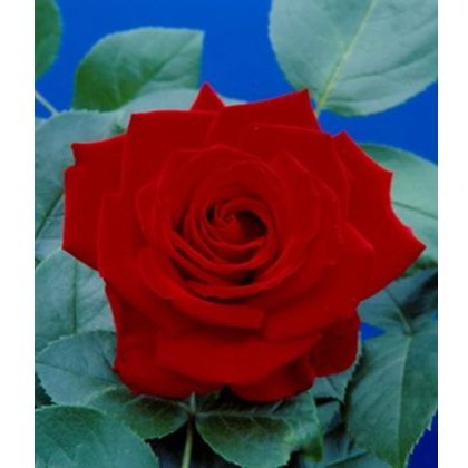 Rose Crimson Cascade 4Ldp / 5Ldp Rose Crimson Cascade 4Ldp / 5Ldp
