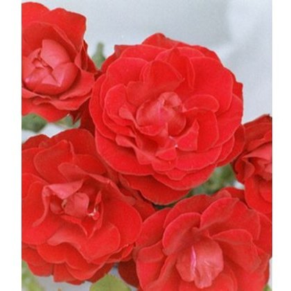 Rose Dublin Bay 4Ldp / 5Ldp Rose Dublin Bay 4Ldp / 5Ldp