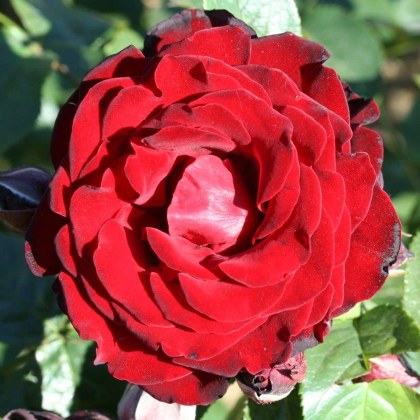 Rose Dublin Bay 4Ldp Rose Dublin Bay 4Ldp