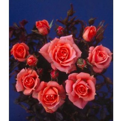 Rose Flower Power 3Ldp / 5Ldp Rose Flower Power 3Ldp / 5Ldp