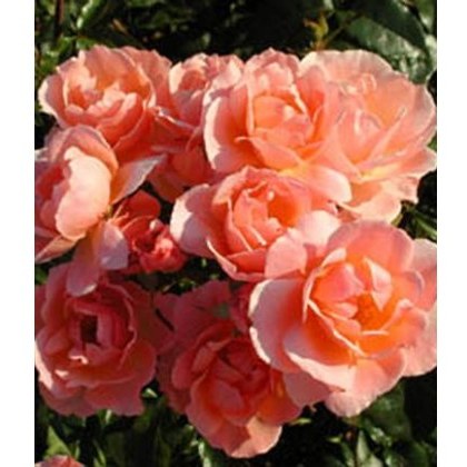 Rose Fragrant Delight 5Ldp Rose Fragrant Delight 5Ldp