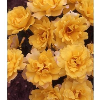Rose Golden Showers 4Ldp / 5Ldp Rose Golden Showers 4Ldp / 5Ldp