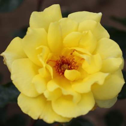 Rose Golden Showers 4Ldp Rose Golden Showers 4Ldp
