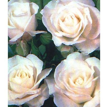 Rose Iceburg - Climbing 4Ldp / 4.5Ldp Rose Iceburg - Climbing 4Ldp / 4.5Ldp