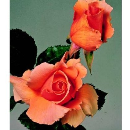 Rose Just Joey 5Ldp Rose Just Joey 5Ldp