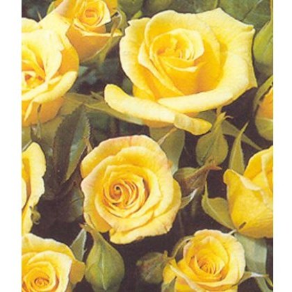 Rose Laura Ford 4Ldp / 5Ldp Rose Laura Ford 4Ldp / 5Ldp