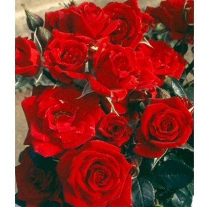 Rose Love Knot 4Ldp / 5Ldp Rose Love Knot 4Ldp / 5Ldp