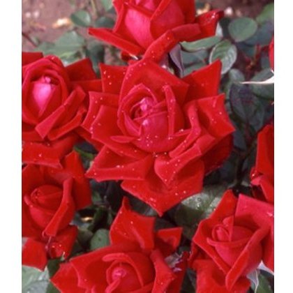 Rose Loving Memory 5Ldp Rose Loving Memory 5Ldp