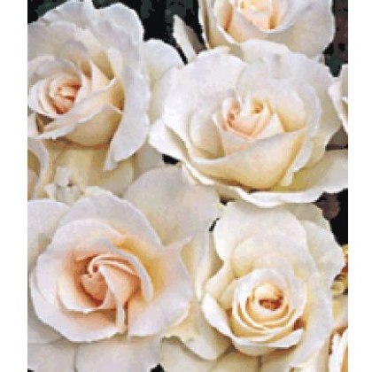 Rose Margaret Merril 5Ldp Rose Margaret Merril 5Ldp