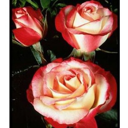 Rose Nostalgia 3Ldp / 5Ldp Rose Nostalgia 3Ldp / 5Ldp