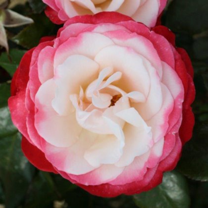 Rose Nostalgia 3Ldp Rose Nostalgia 3Ldp