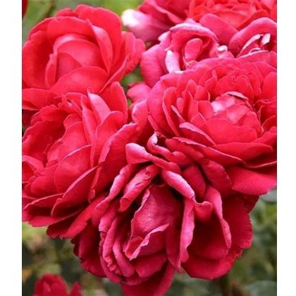 Rose Pauls Scarlet 5Ldp Rose Pauls Scarlet 5Ldp