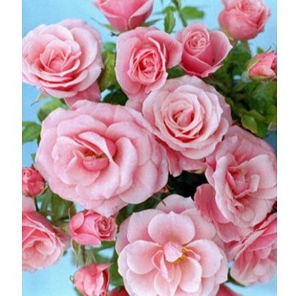 Rose Pretty Polly 3Ldp / 5Ldp Rose Pretty Polly 3Ldp / 5Ldp
