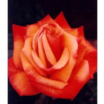 Rose Remember Me 5Ldp Rose Remember Me 5Ldp