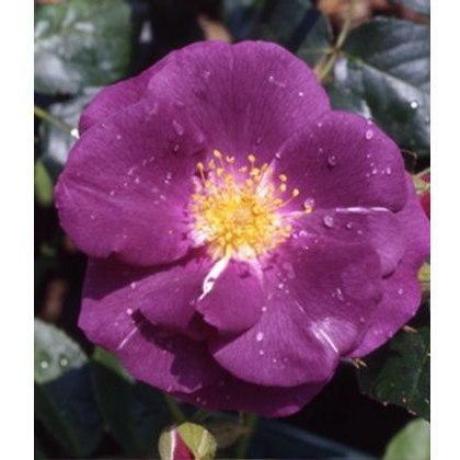 Rose Rhapsody In Blue 5Ldp (ROTY03) Rose Rhapsody In Blue 5Ldp (ROTY03)