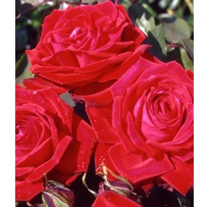 Rose Ruby Wedding 5Ldp Rose Ruby Wedding 5Ldp