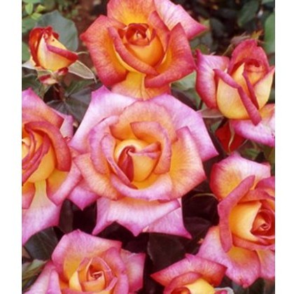 Rose Sheilas Perfume 5Ldp Rose Sheilas Perfume 5Ldp