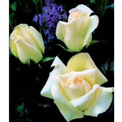 Rose Silver Anniversary 3Ldp / 5Ldp Rose Silver Anniversary 3Ldp / 5Ldp