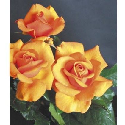 Rose Simply The Best 3Ldp / 5Ldp (ROTY02) Rose Simply The Best 3Ldp / 5Ldp (ROTY02)