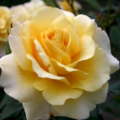 Rose Sunny Sky 3Ldp / 5Ldp (ROTY16) Rose Sunny Sky 3Ldp / 5Ldp (ROTY16)