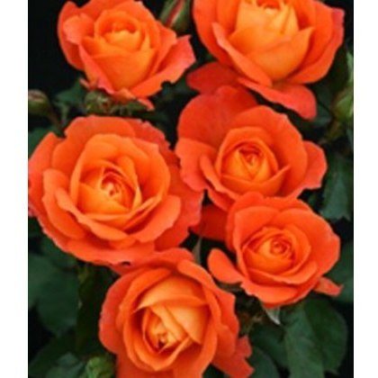 Rose Super Trouper 3Ldp / 5Ldp (NOV10) Rose Super Trouper 3Ldp / 5Ldp (NOV10)