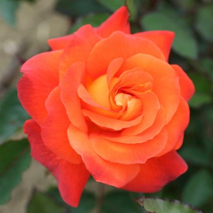 Rose Super Trouper 3Ldp (NOV10)