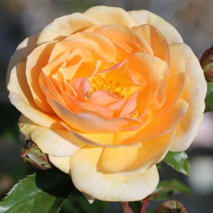 Rose Sweet Honey 3Ldp (ROTY20) Rose Sweet Honey 3Ldp (ROTY20)