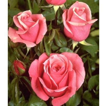 Rose The Queen Elizabeth 3Ldp / 5Ldp Rose The Queen Elizabeth 3Ldp / 5Ldp