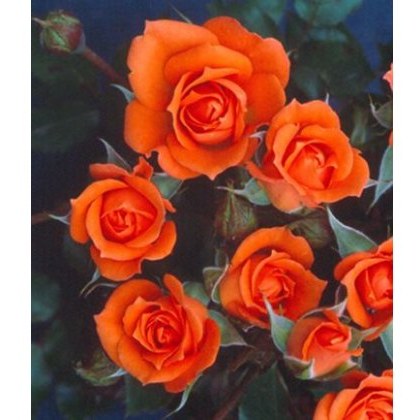 Rose Wildfire 3Ldp Rose Wildfire 3Ldp