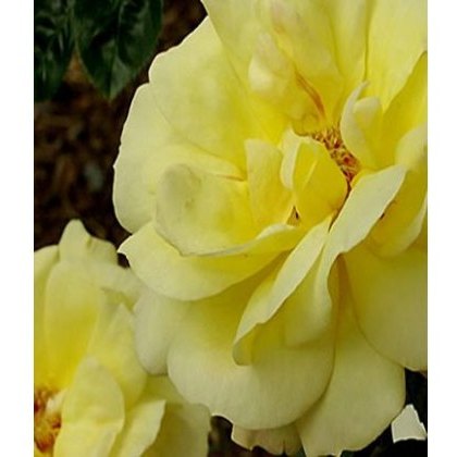 Rose Arthur Bell - Climbing 4Ldp Rose Arthur Bell - Climbing 4Ldp