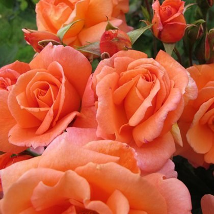Rose Scent From Heaven 4Ldp / 5Ldp (ROTY17) Rose Scent From Heaven 4Ldp / 5Ldp (ROTY17)