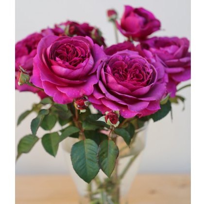 Rose Timeless Purple 3Ldp / 4Ldp Rose Timeless Purple 3Ldp / 4Ldp