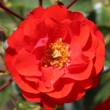 Rose Grandpas Rose 3Ldp Rose Grandpas Rose 3Ldp