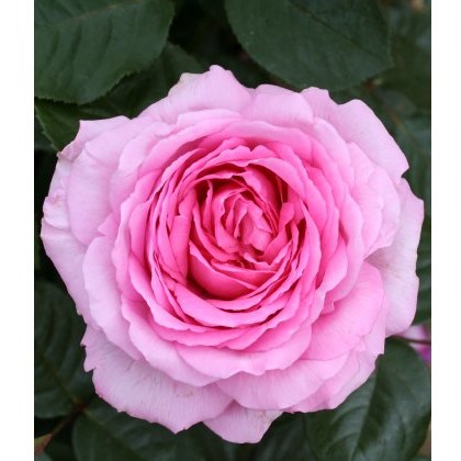 Rose Mum In A Million 3Ldp Rose Mum In A Million 3Ldp