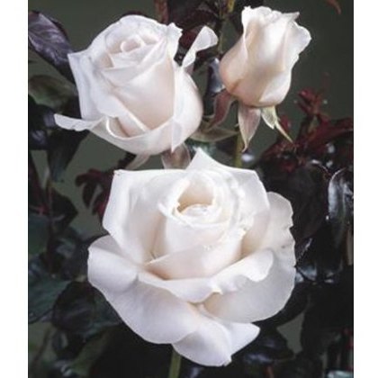 Rose Remember 3Ldp Rose Remember 3Ldp